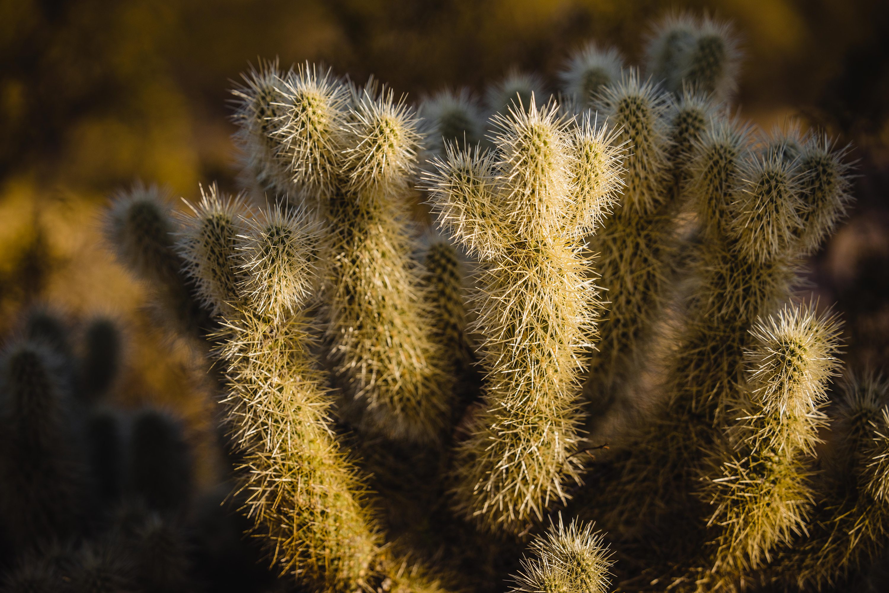 Mesa Wedding Photography,Lost Dutchman State Park Wedding