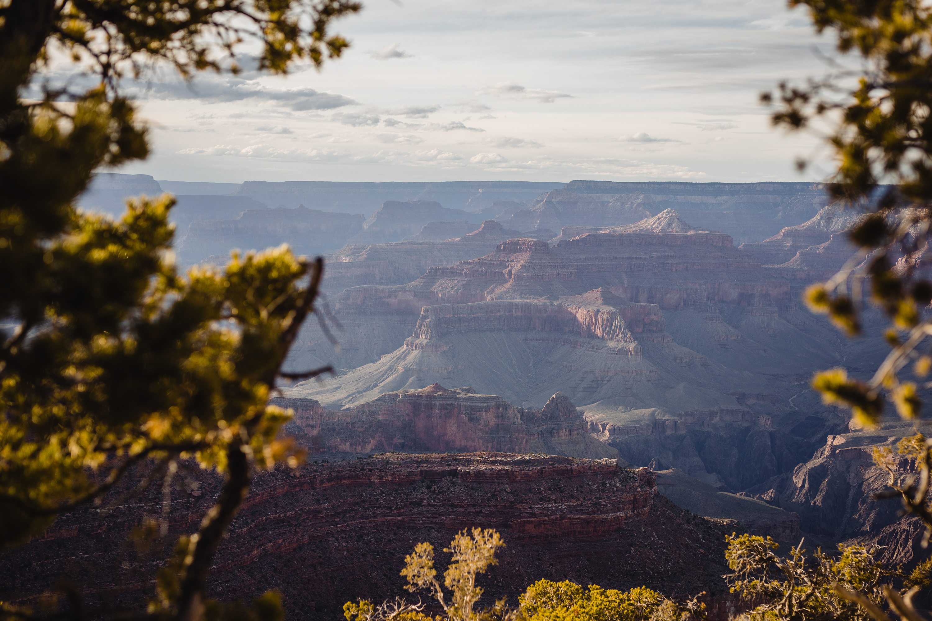 Grand Canyon Engagement,Grand Canyon Surprise Proposal