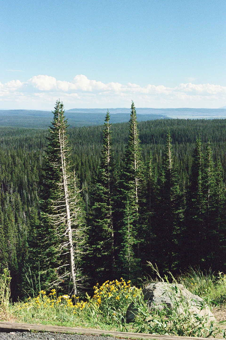 Travel Journal From Montana,Yellowstone Film Photos