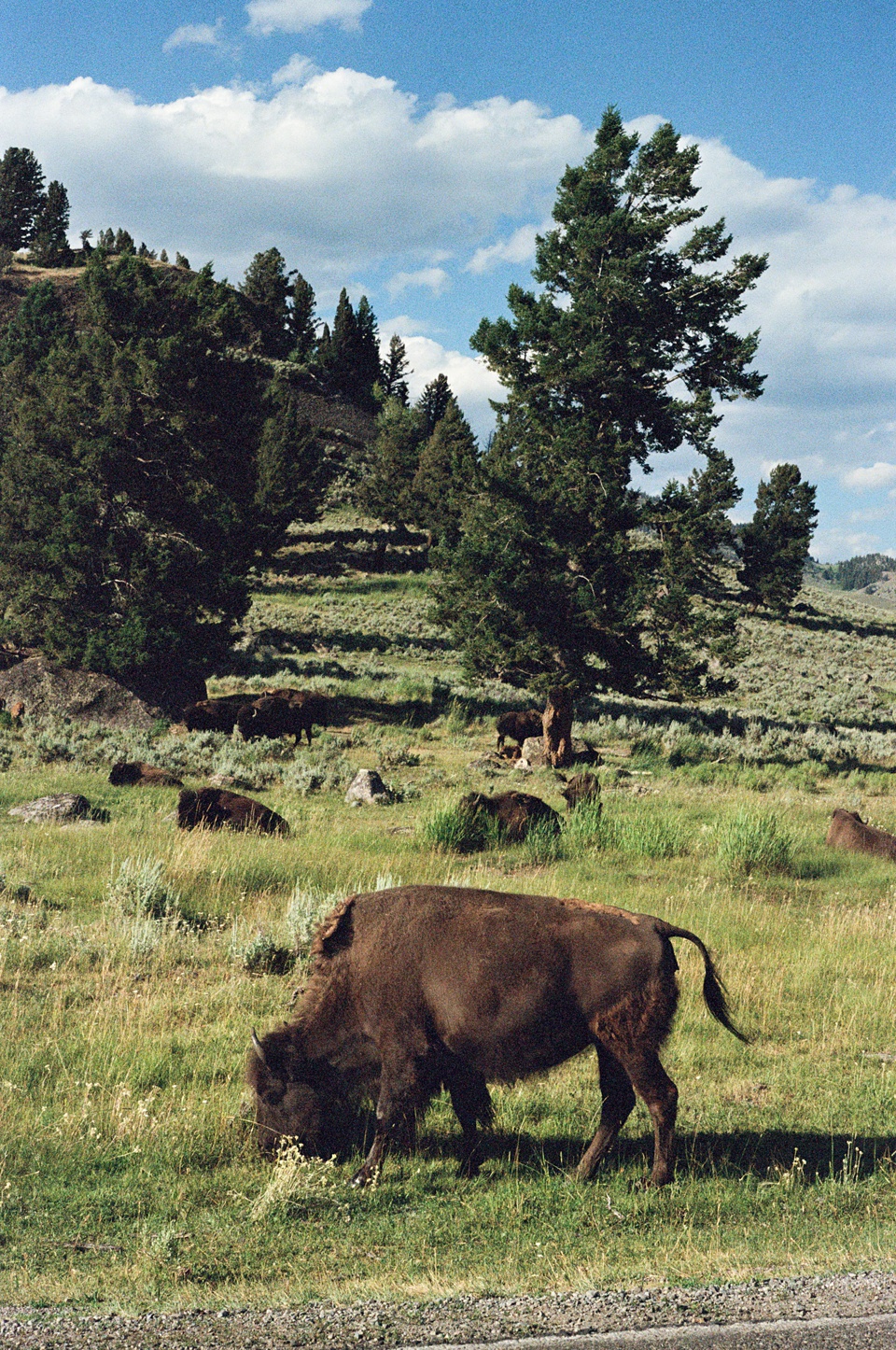 Travel Photography,Yellowstone Film Photos