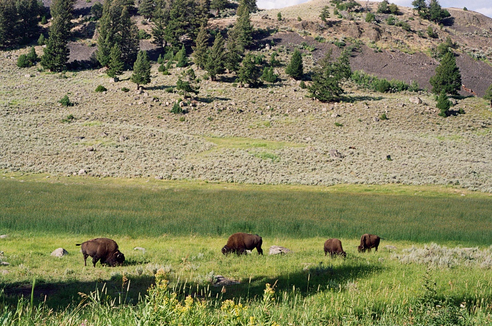 Travel Journal From Montana,Yellowstone Film Photos