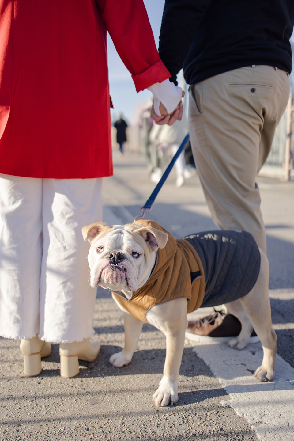 new york city,english bulldog,eddie bauer dog,dog vest,pet bulldog