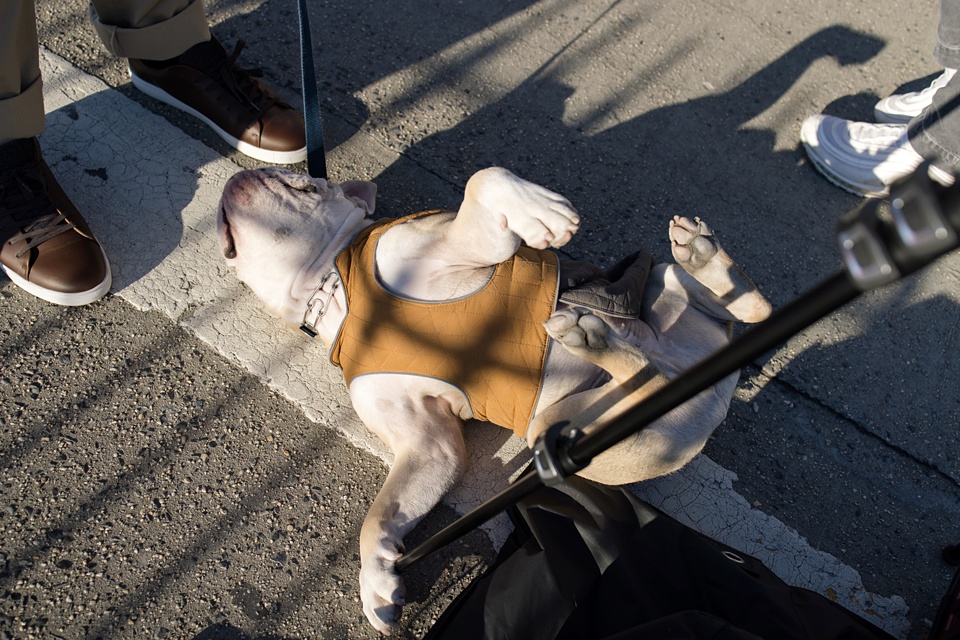 new york city,nyc,english bulldog