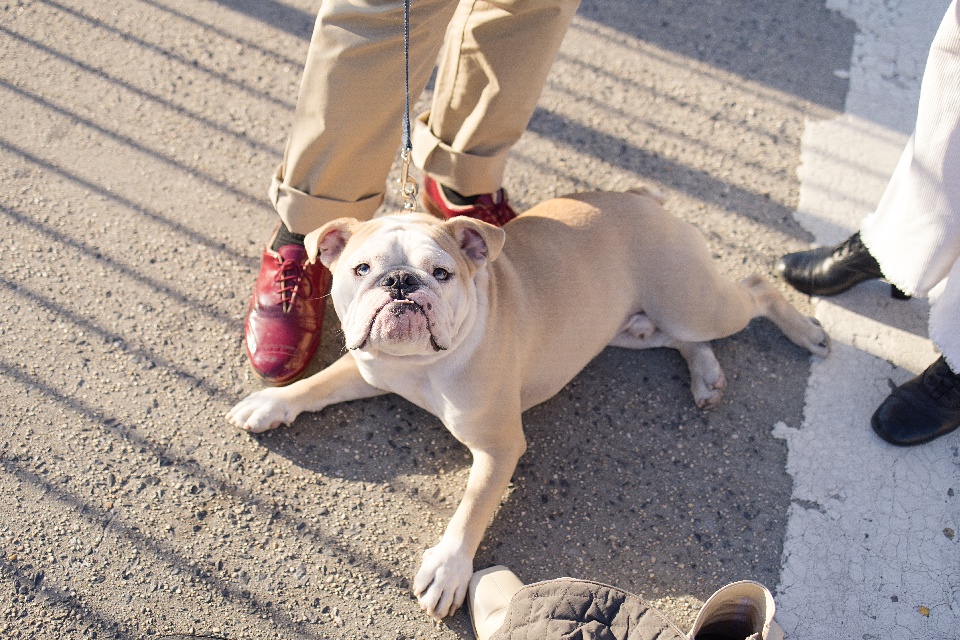 nyc,brooklyn,english bulldog