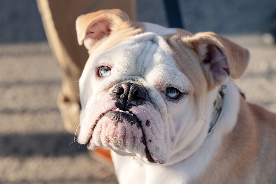 english bulldog,new york city,pet photography
