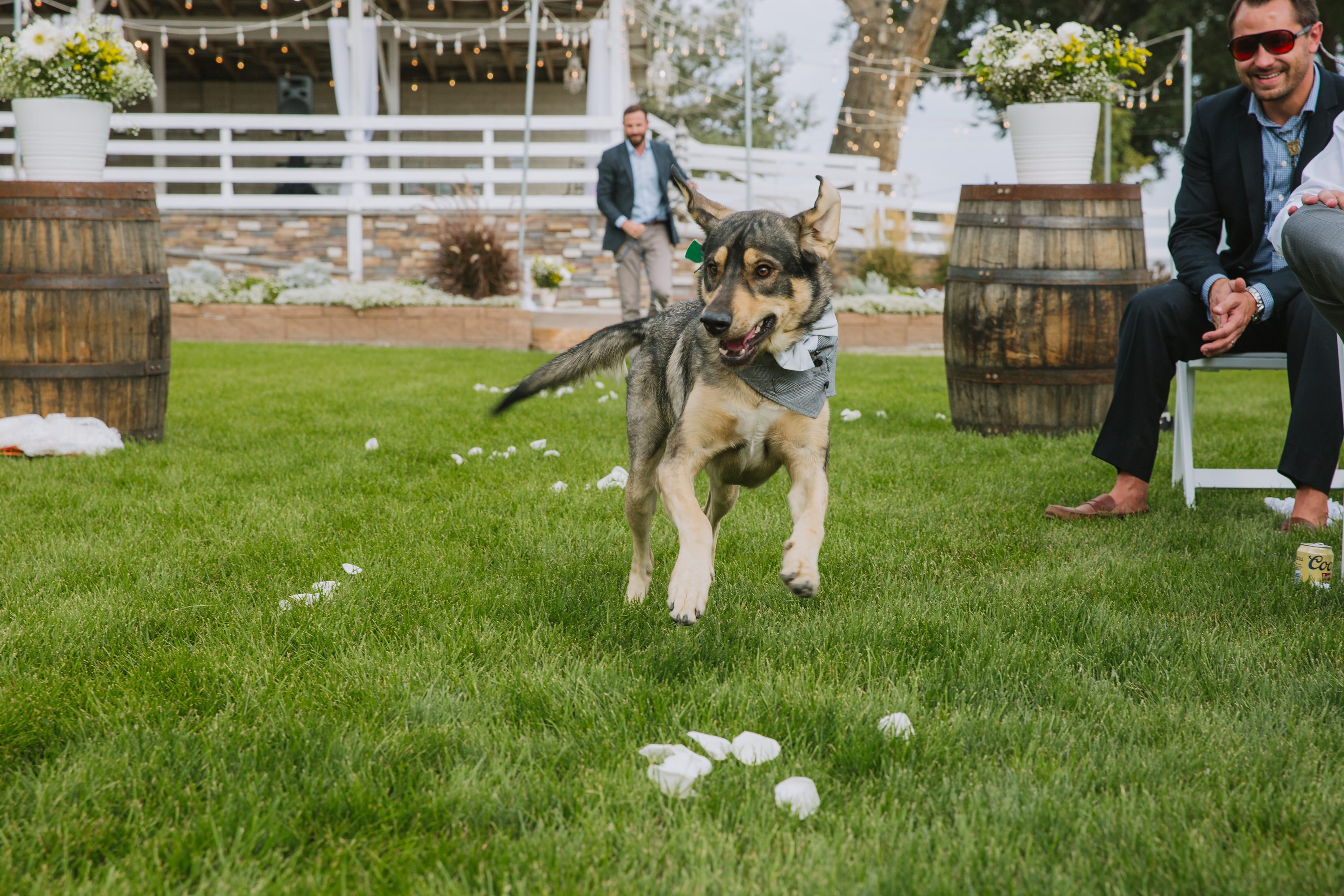 wedding dog,dogs in weddings